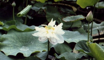 � Jaume Olivet 1993