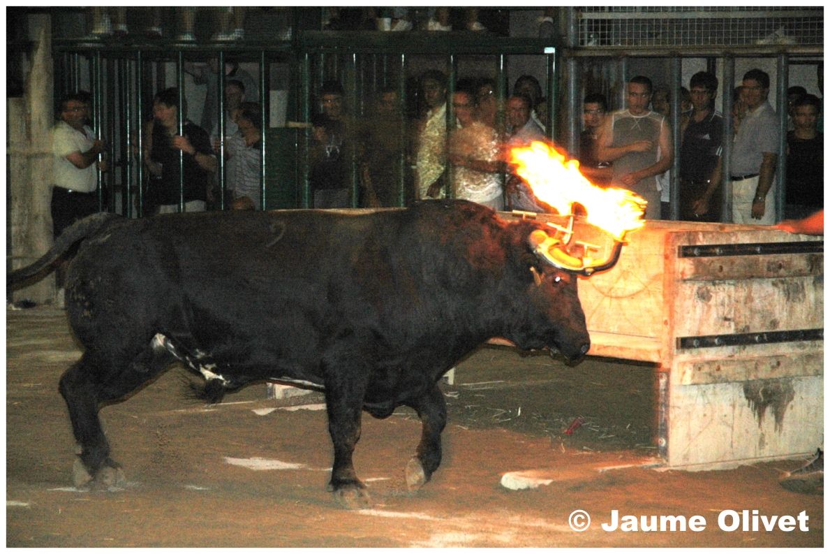 � Jaume Olivet 2004