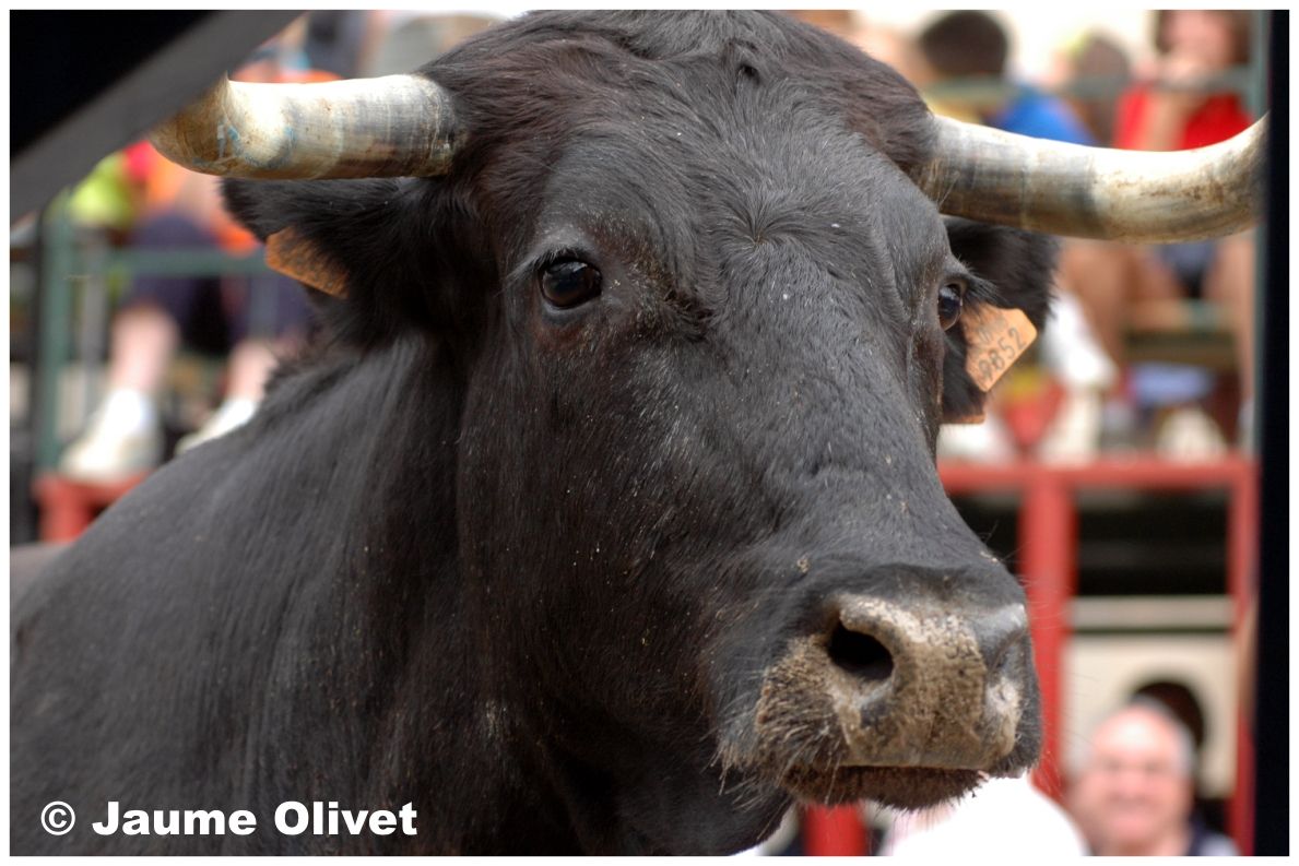 � Jaume Olivet 2005