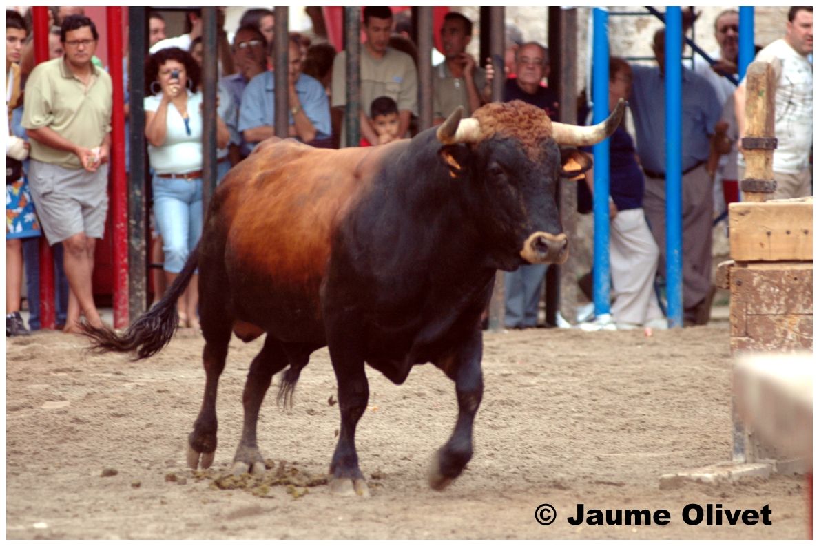 � Jaume Olivet 2005