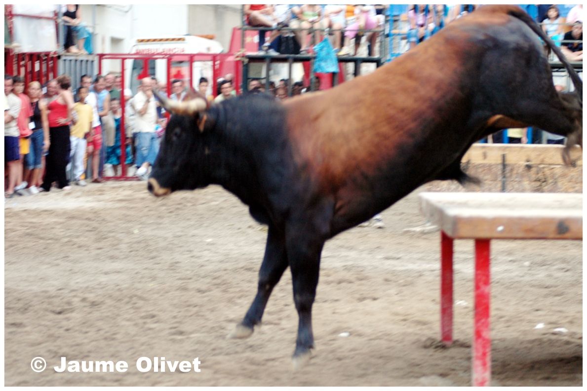 � Jaume Olivet 2005