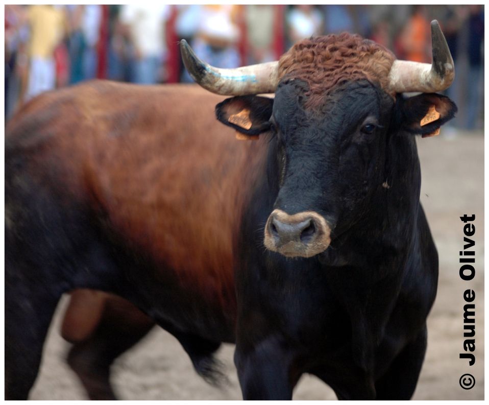 � Jaume Olivet 2005