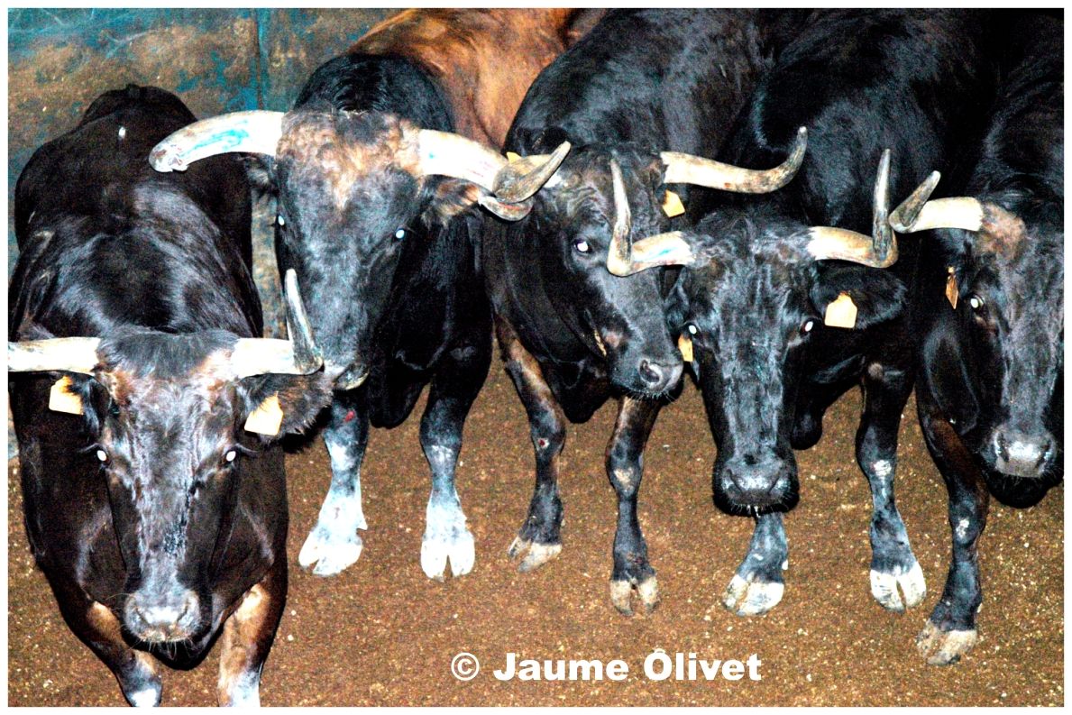 � Jaume Olivet 2005