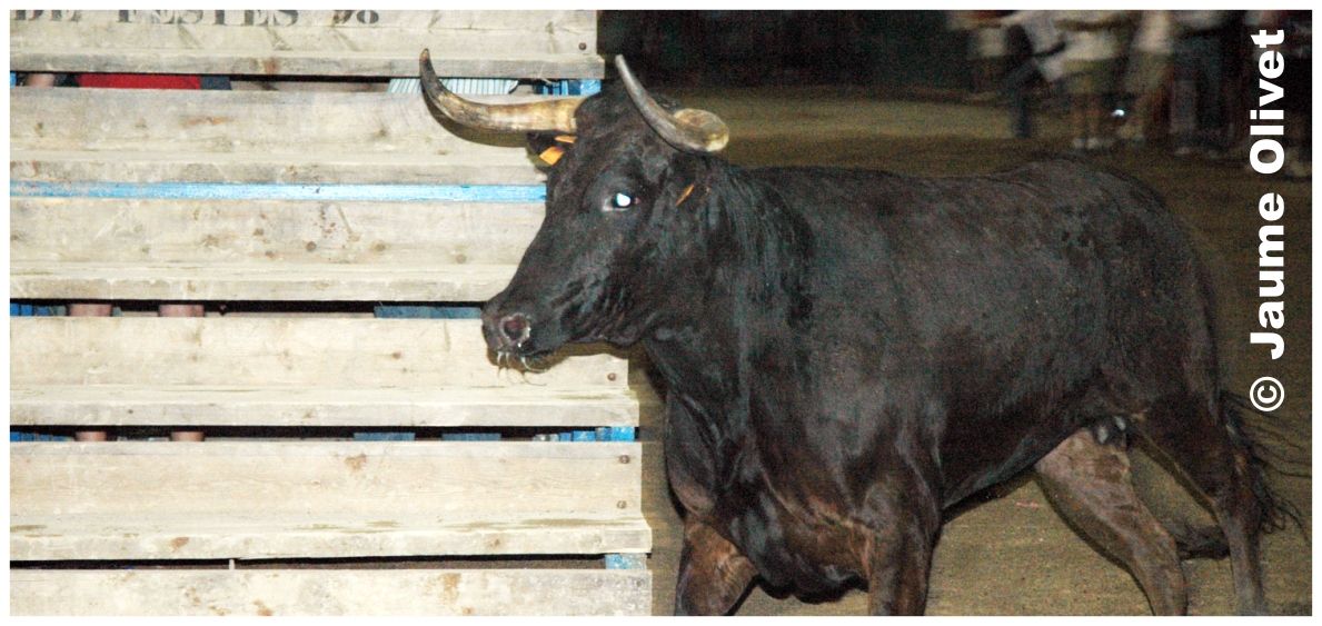 � Jaume Olivet 2005