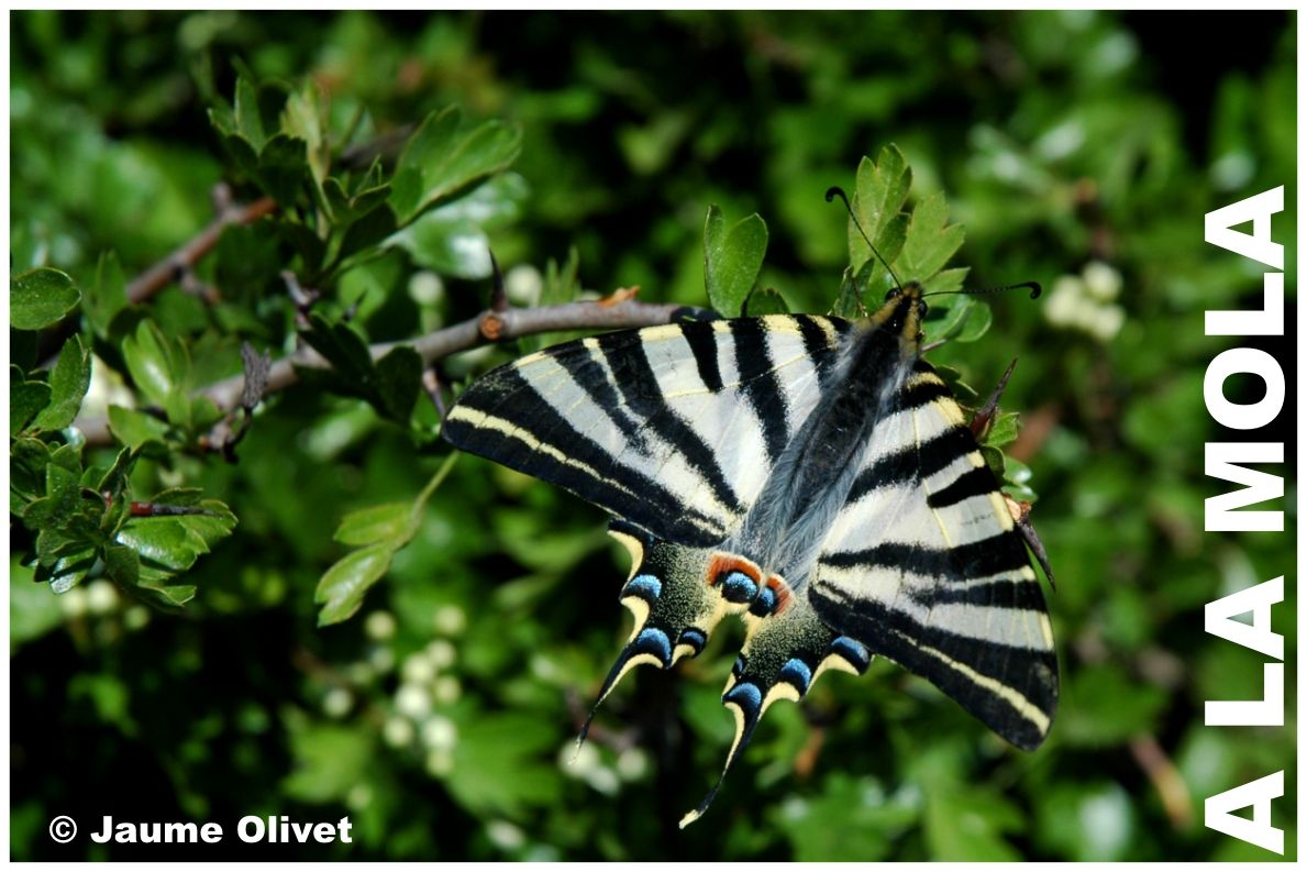 � Jaume Olivet 2005