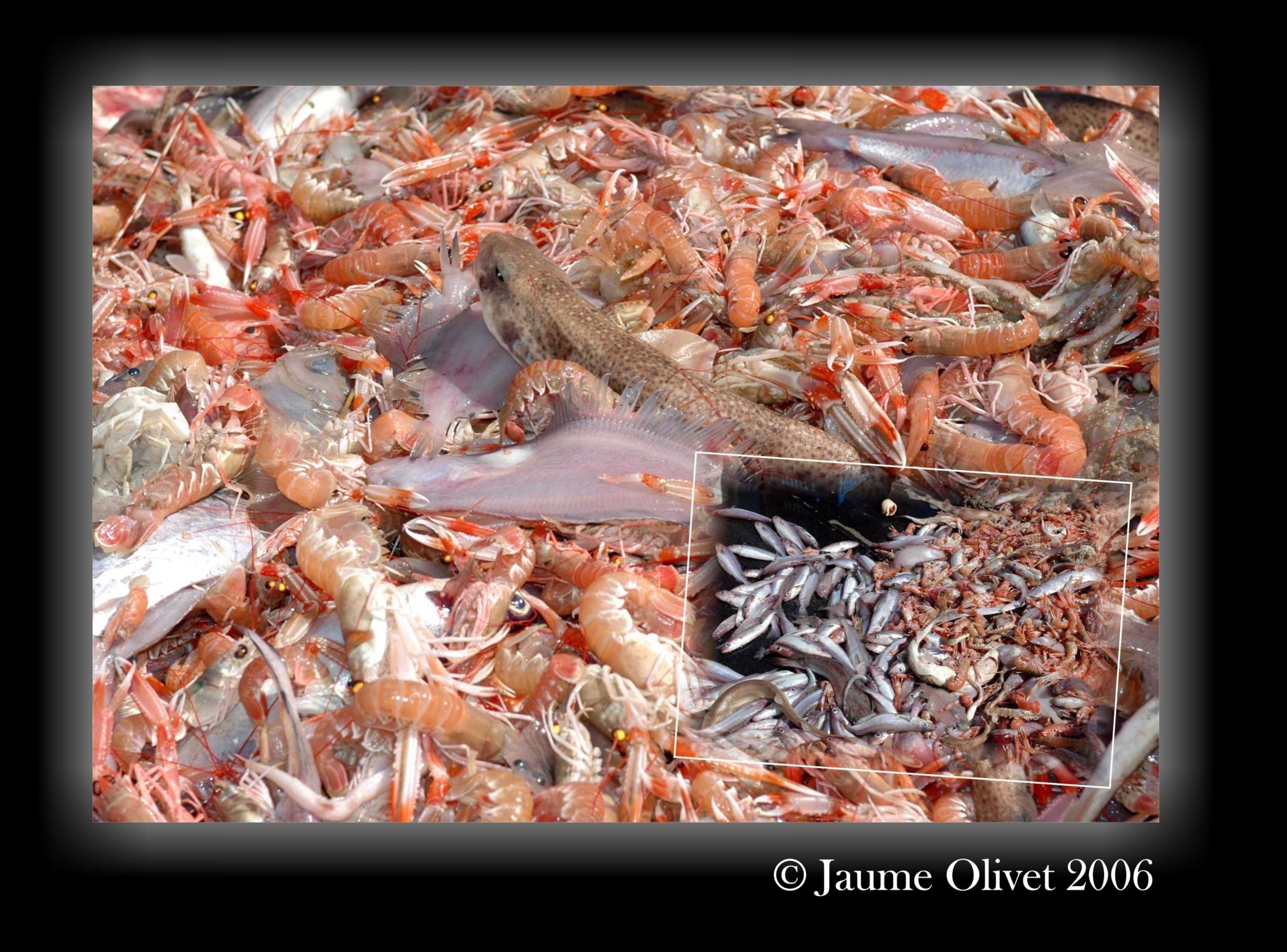 � Jaume Olivet 2006