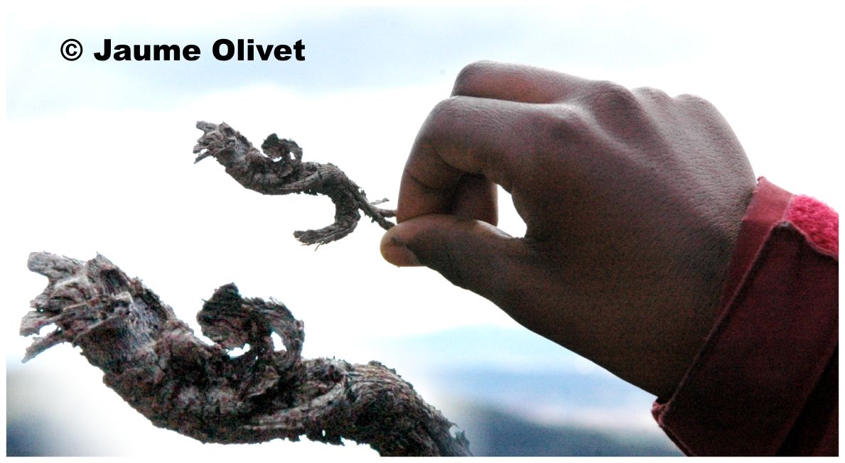 � Jaume Olivet 2008