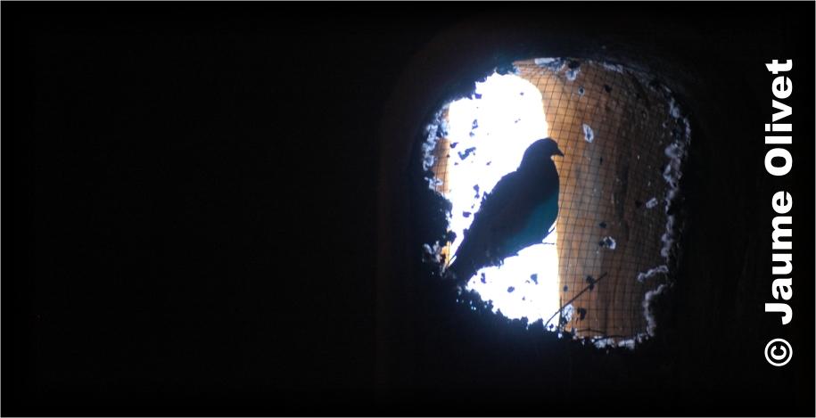 � Jaume Olivet 2009