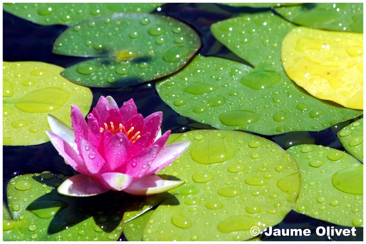 � Jaume Olivet 2009