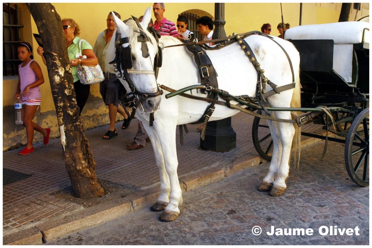 � Jaume Olivet 2009