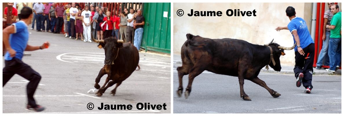 � Jaume Olivet 2009