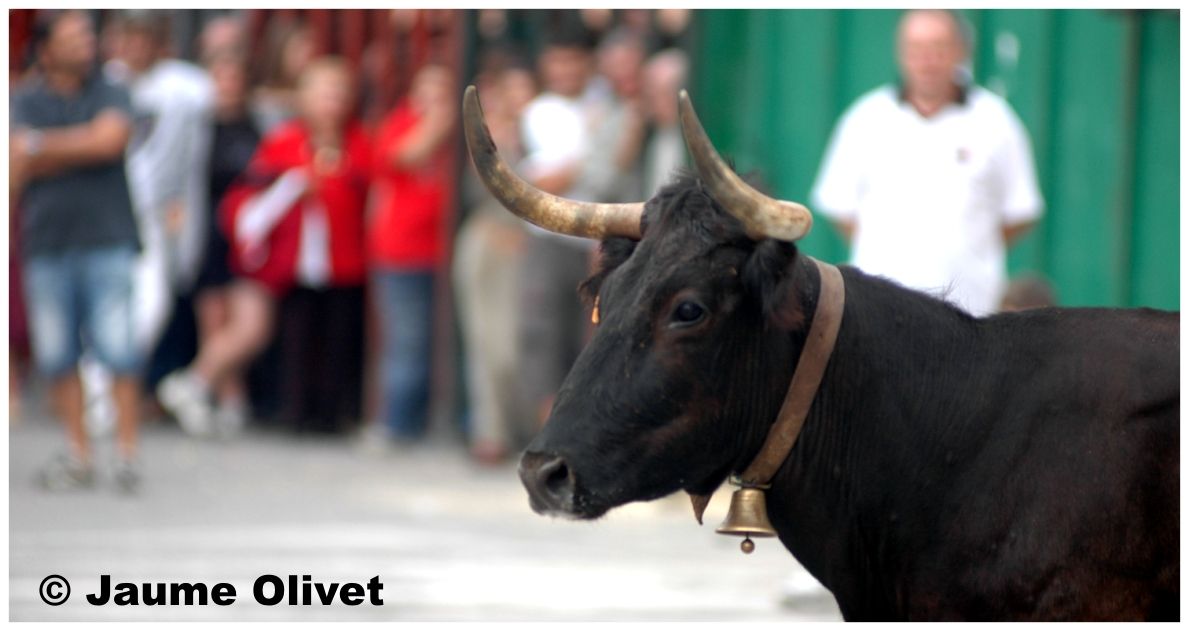 � Jaume Olivet 2009