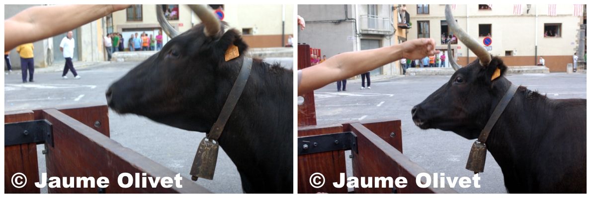 � Jaume Olivet 2009