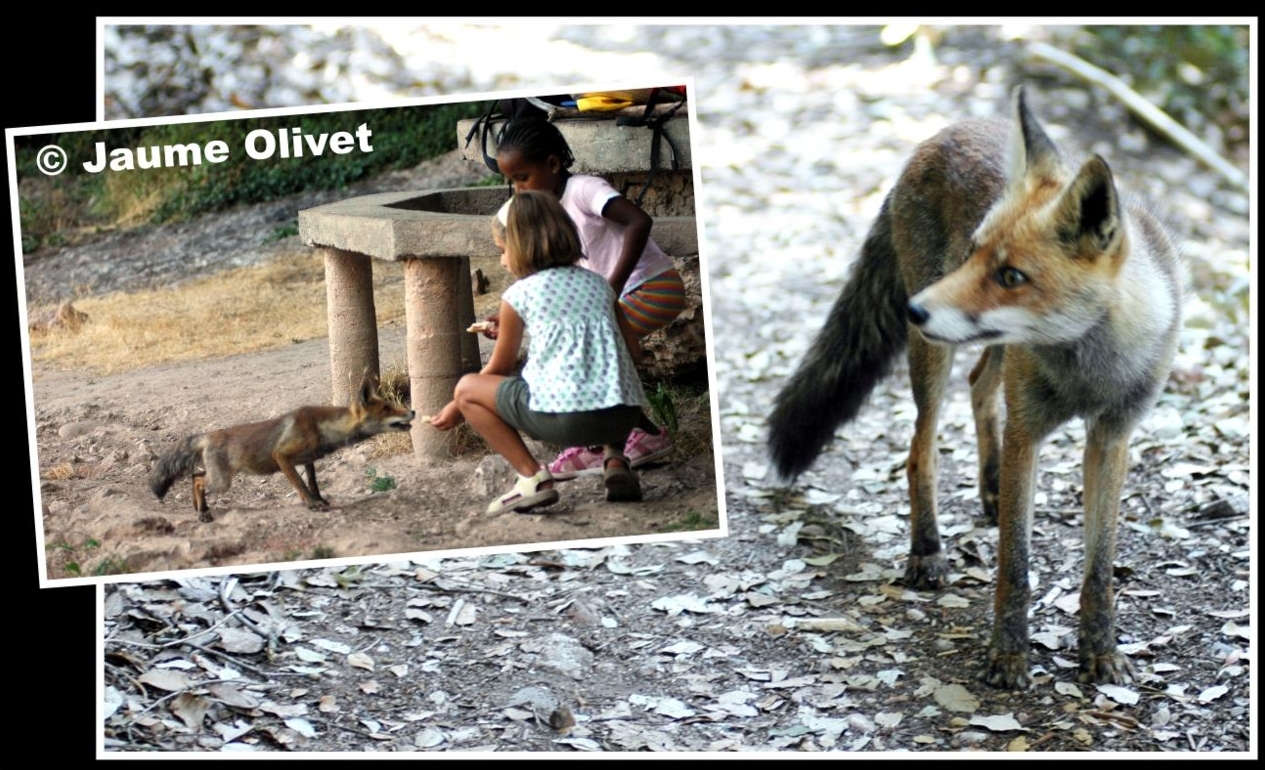 � Jaume Olivet 2009