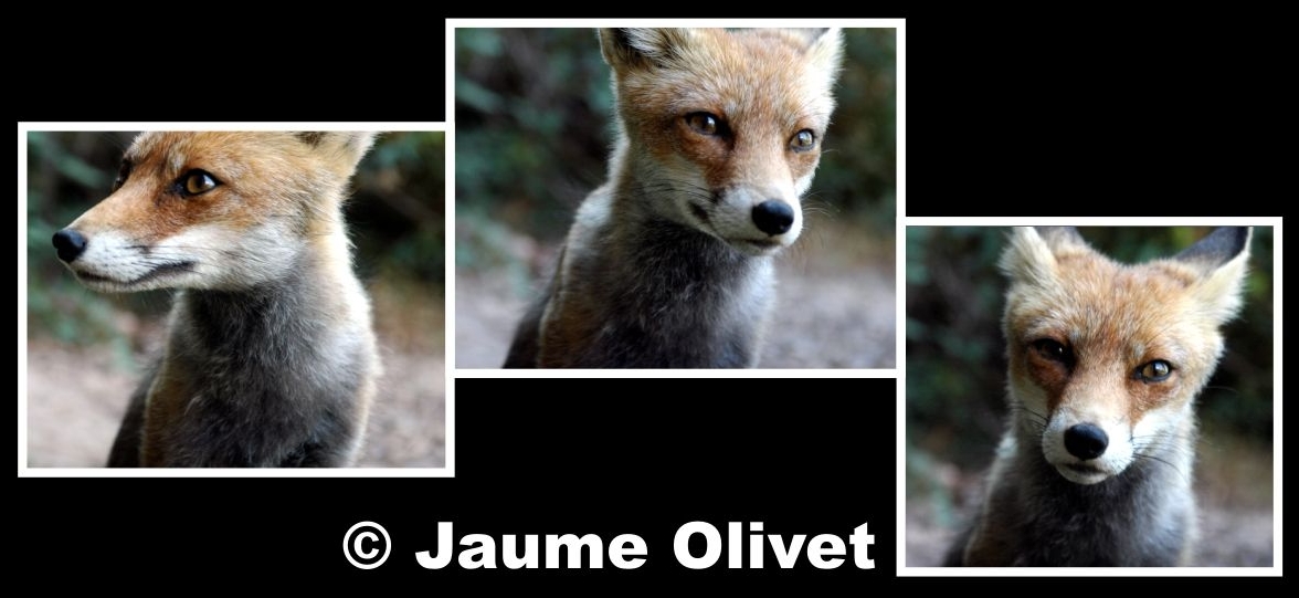 � Jaume Olivet 2009