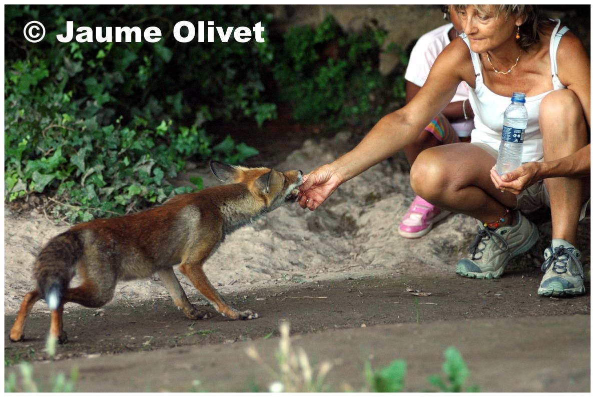 � Jaume Olivet 2009