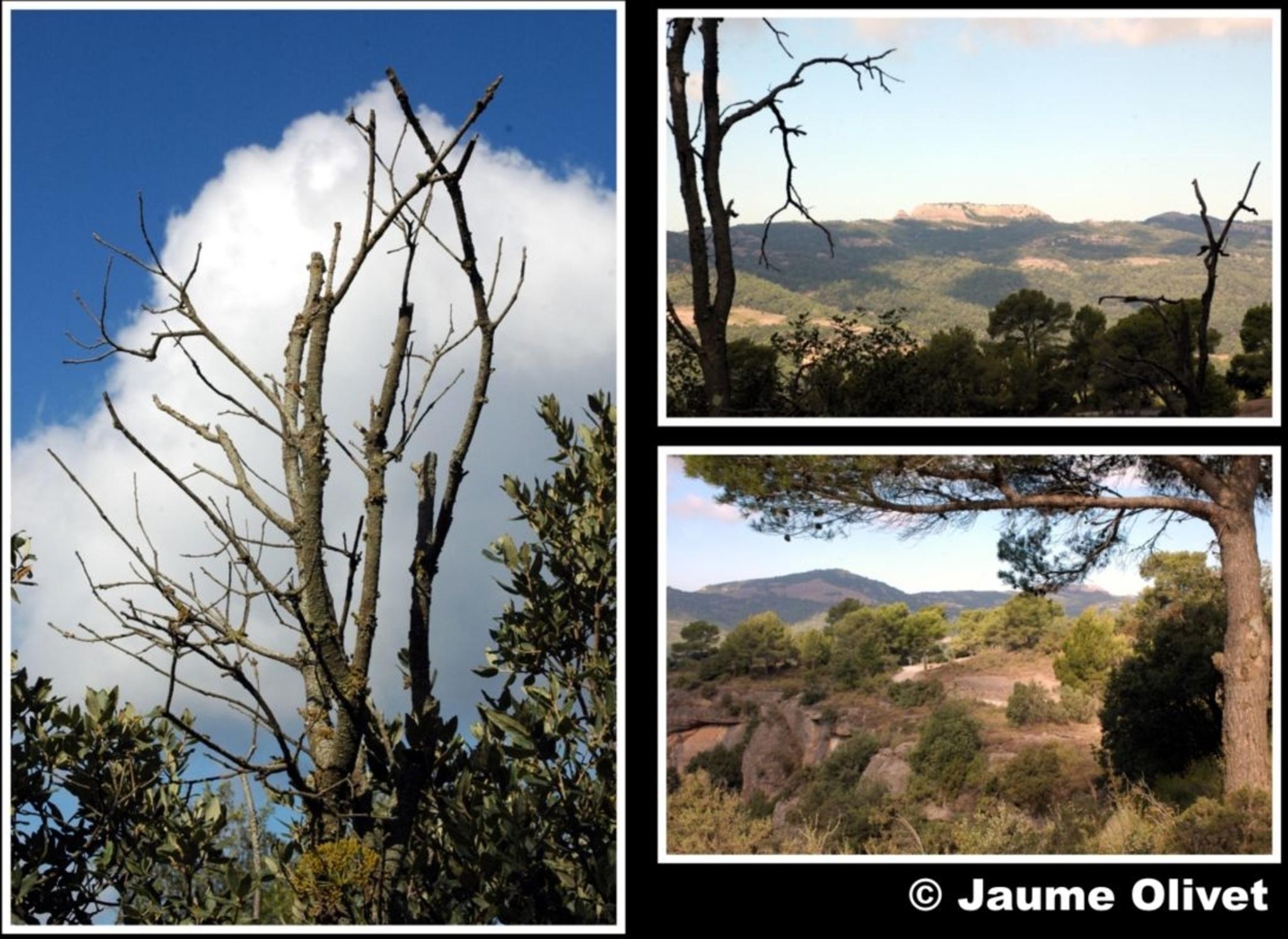 � Jaume Olivet 2009