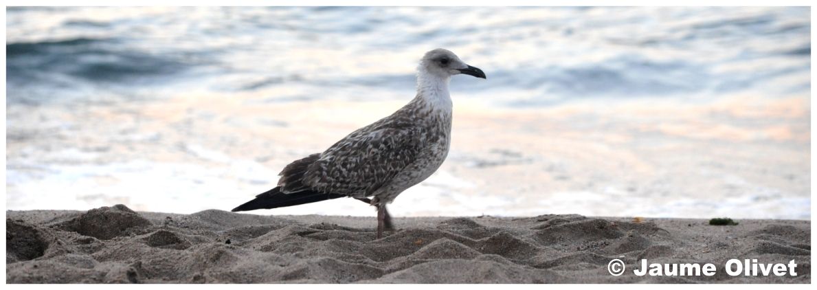 � Jaume Olivet 2010