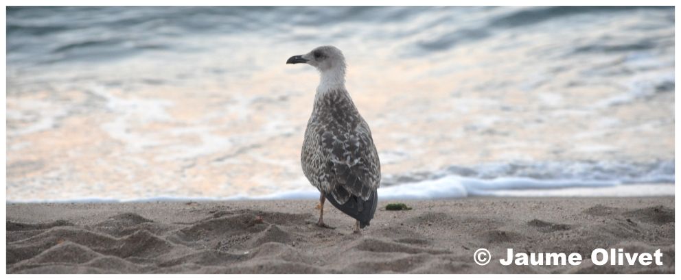 � Jaume Olivet 2010