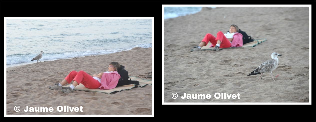 � Jaume Olivet 2010