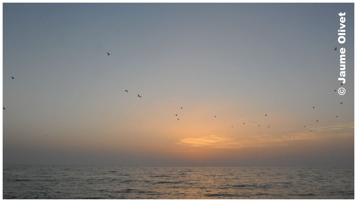 � Jaume Olivet 2010