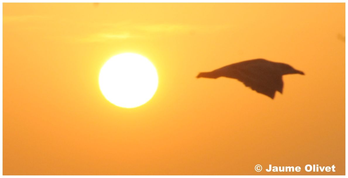 � Jaume Olivet 2010