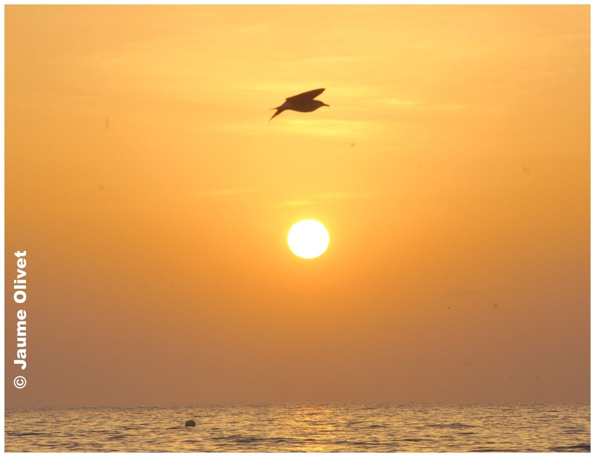 � Jaume Olivet 2010