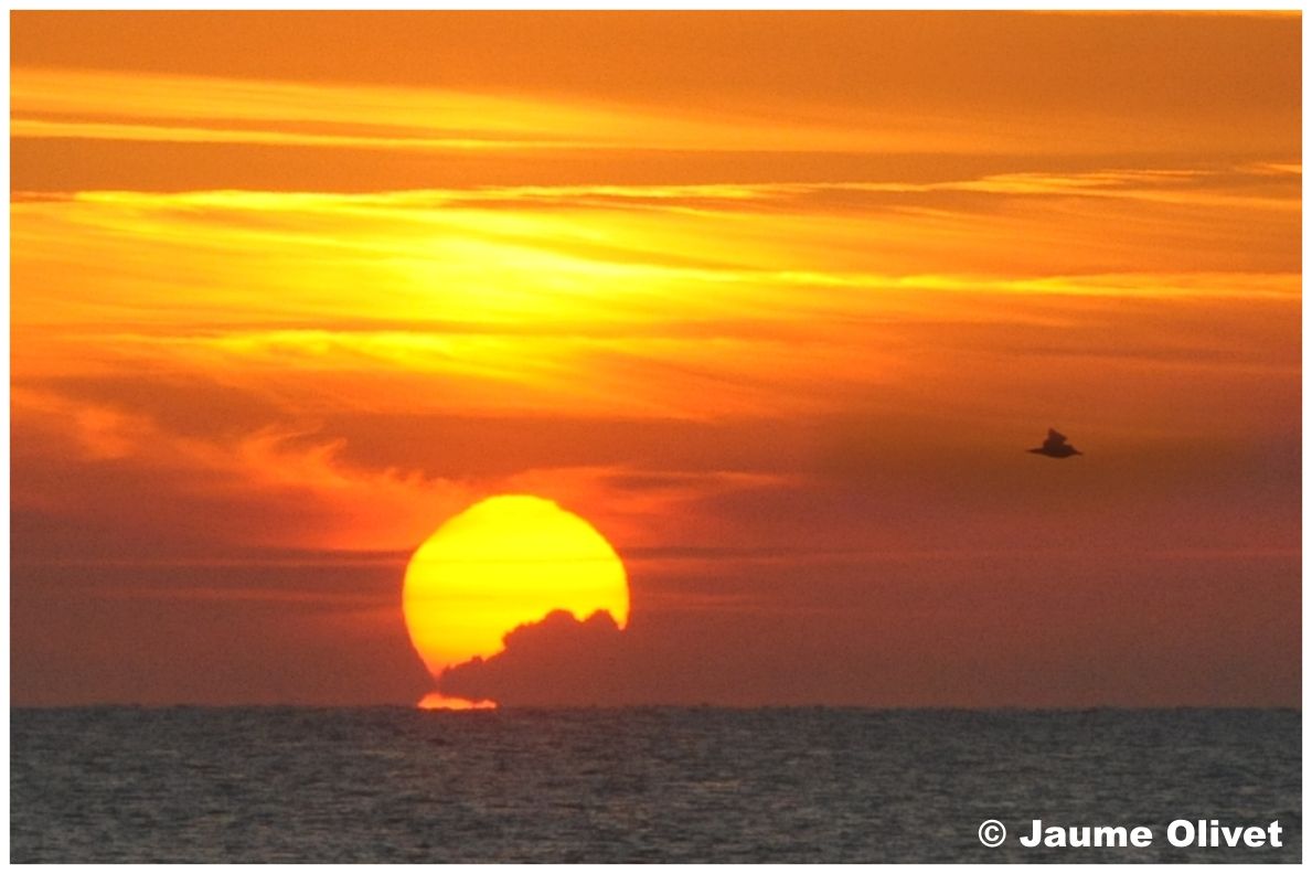 � Jaume Olivet 2010