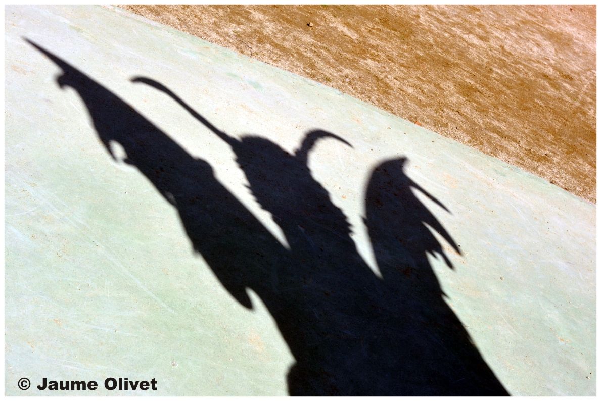 � Jaume Olivet 2010