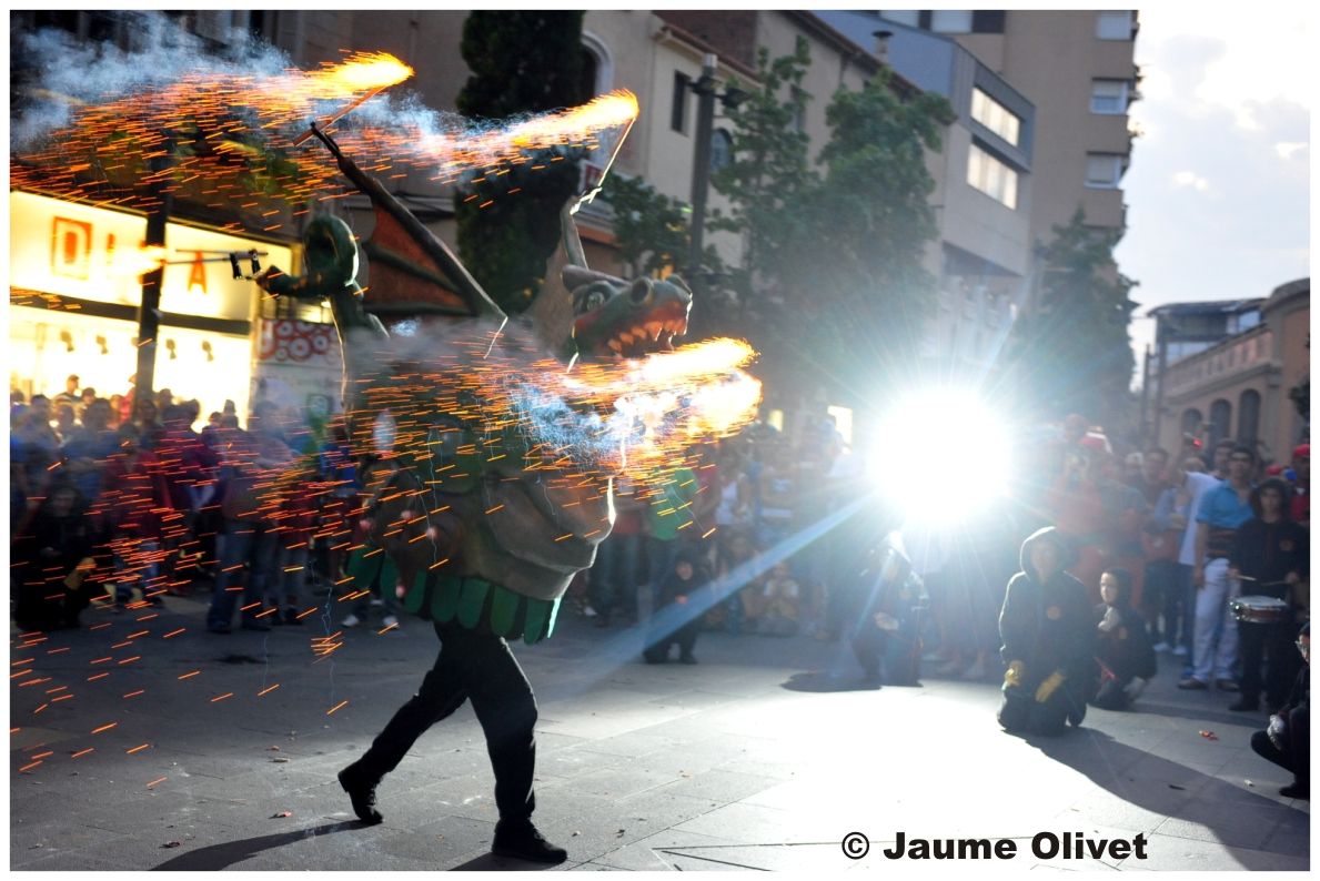 drac_0033 � Jaume Olivet