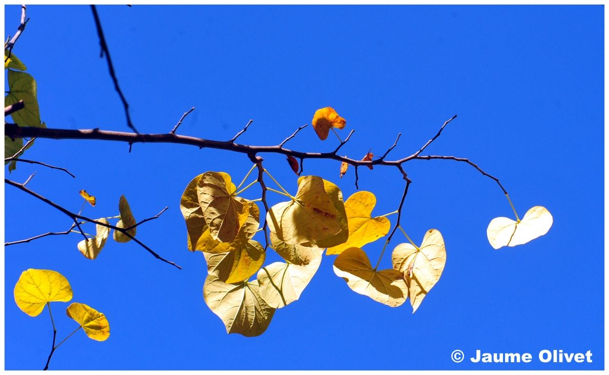 opennatura_0118 � Jaume Olivet