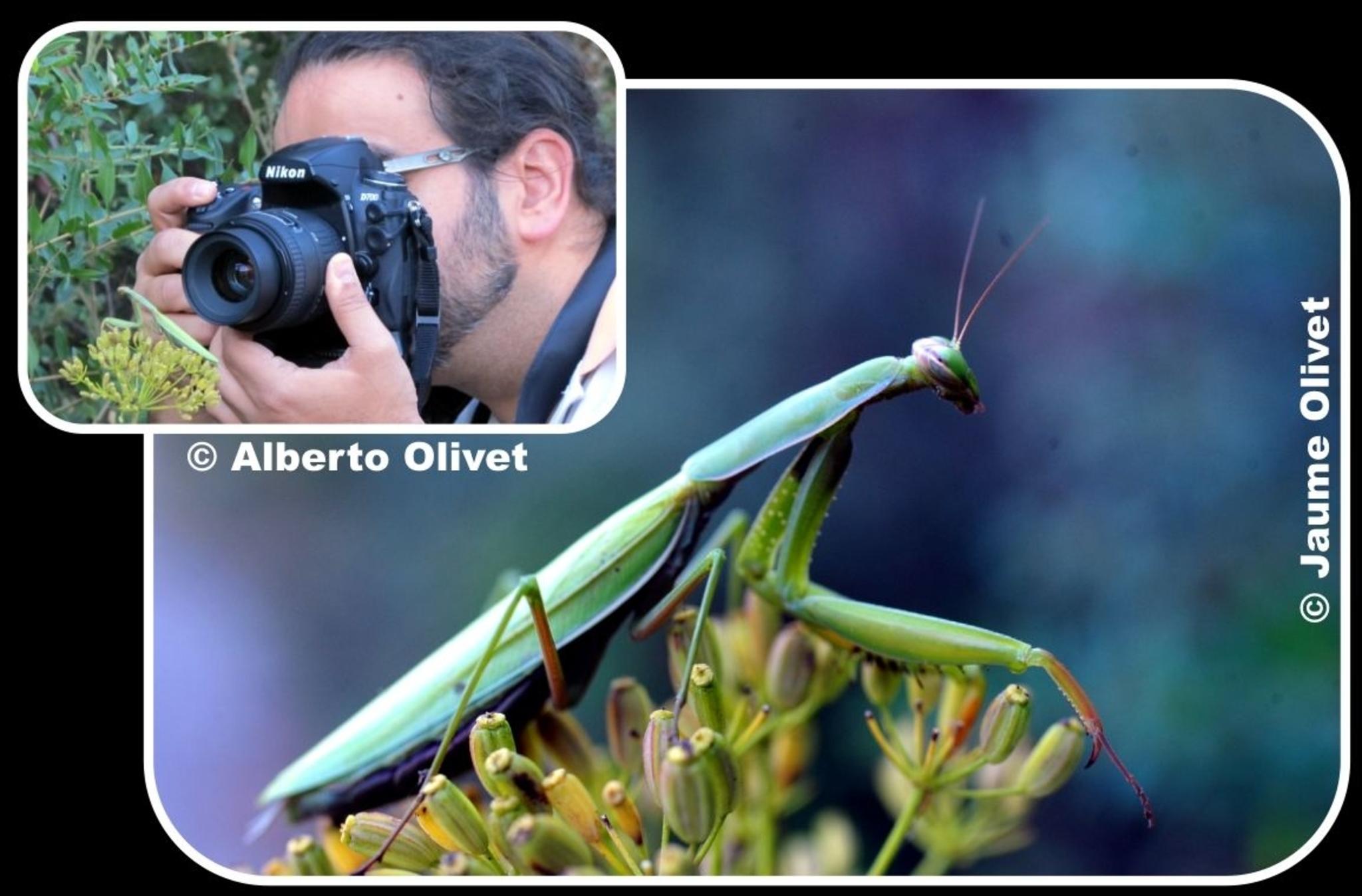 � Jaume Olivet 2011