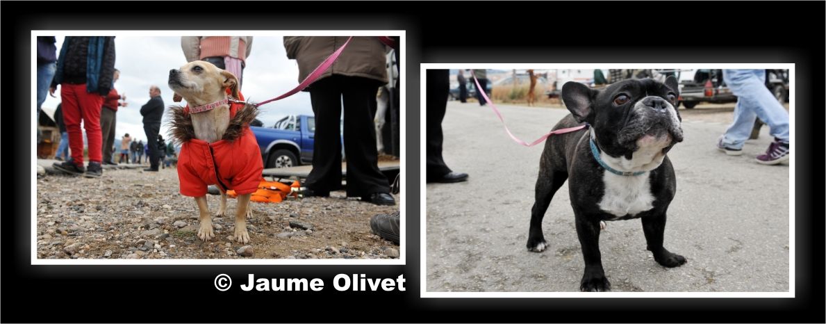 TT11_0105 � Jaume Olivet
