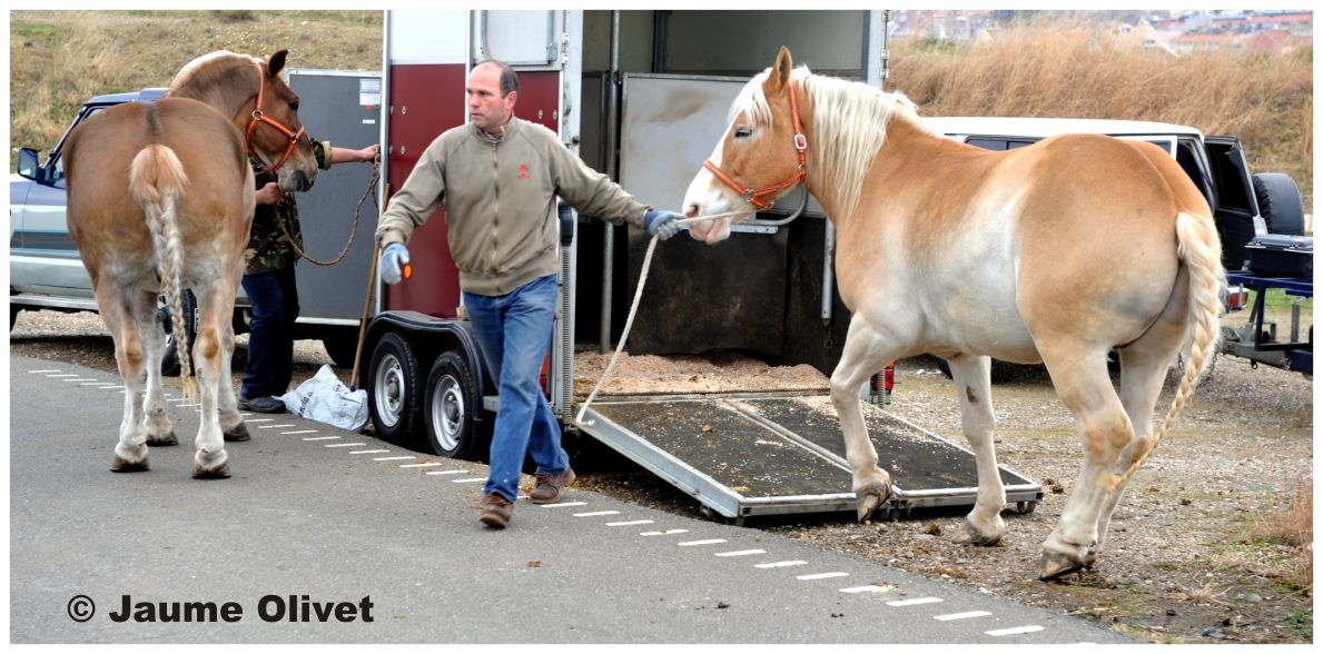 TT11_0114 � Jaume Olivet