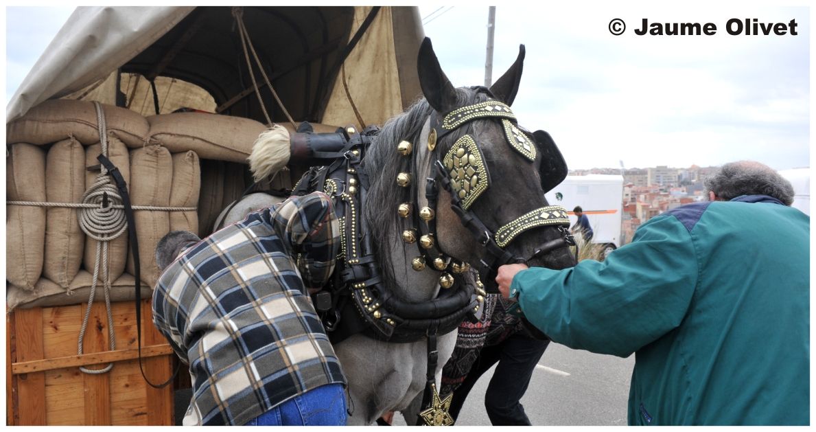 TT11_0205 � Jaume Olivet