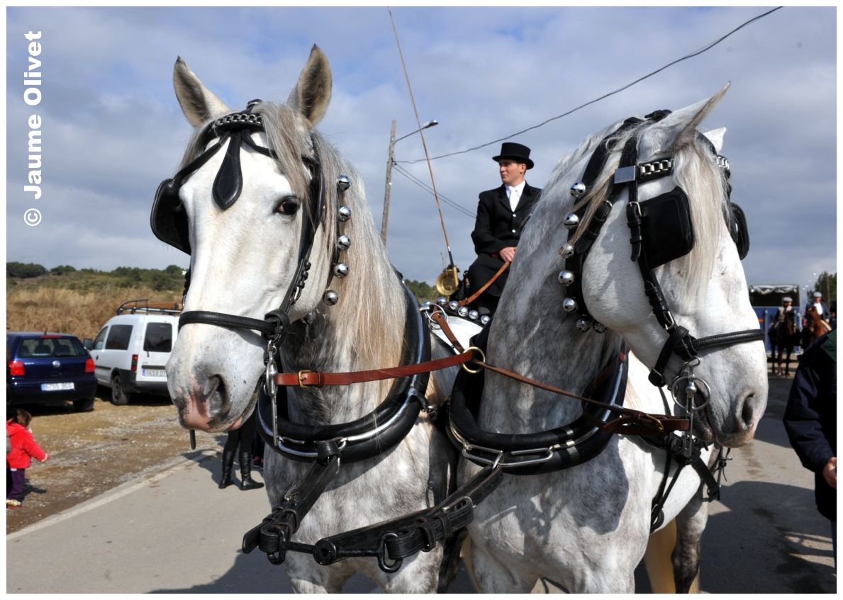 TT11_0217 � Jaume Olivet