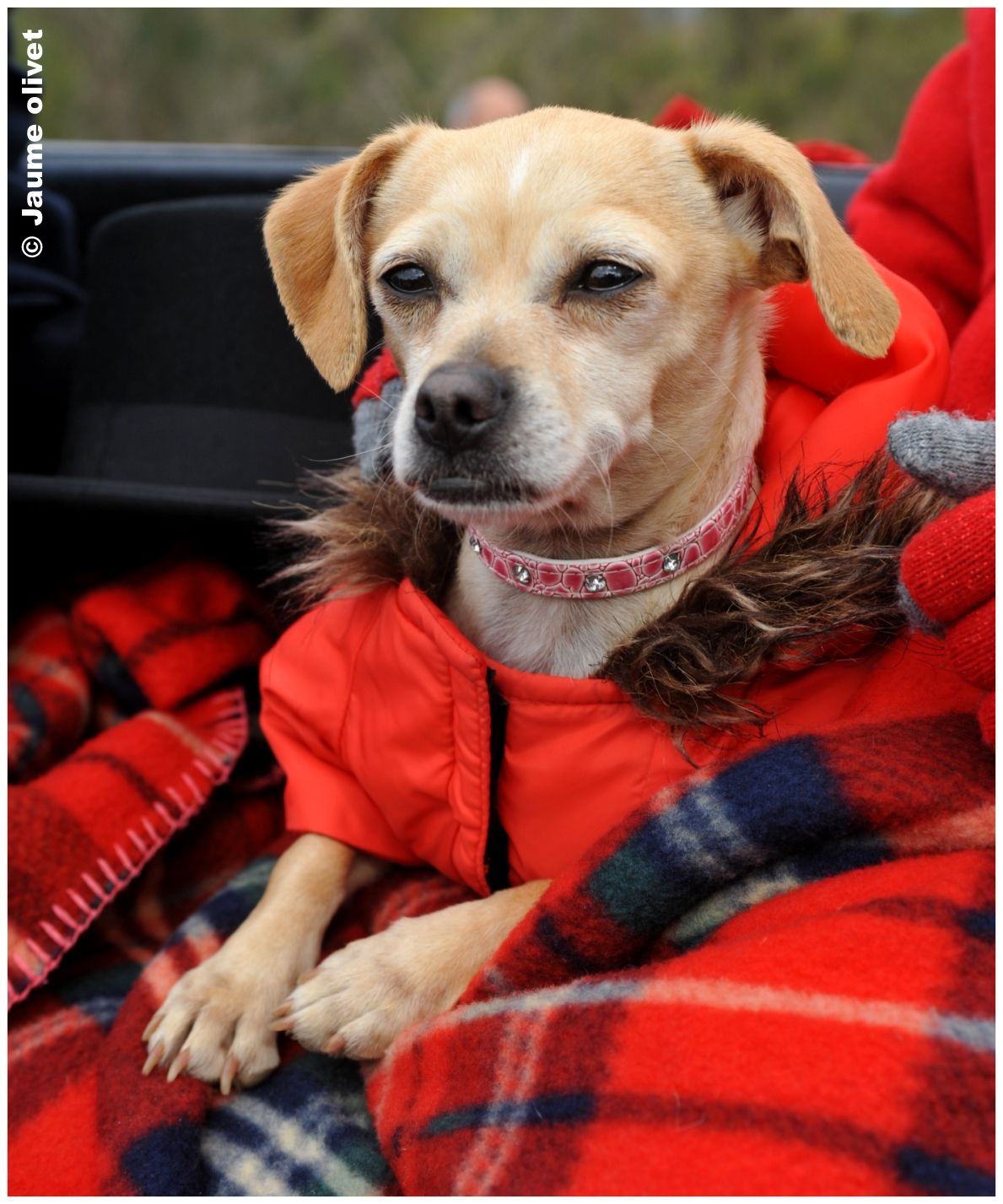 TT11_0218 � Jaume Olivet