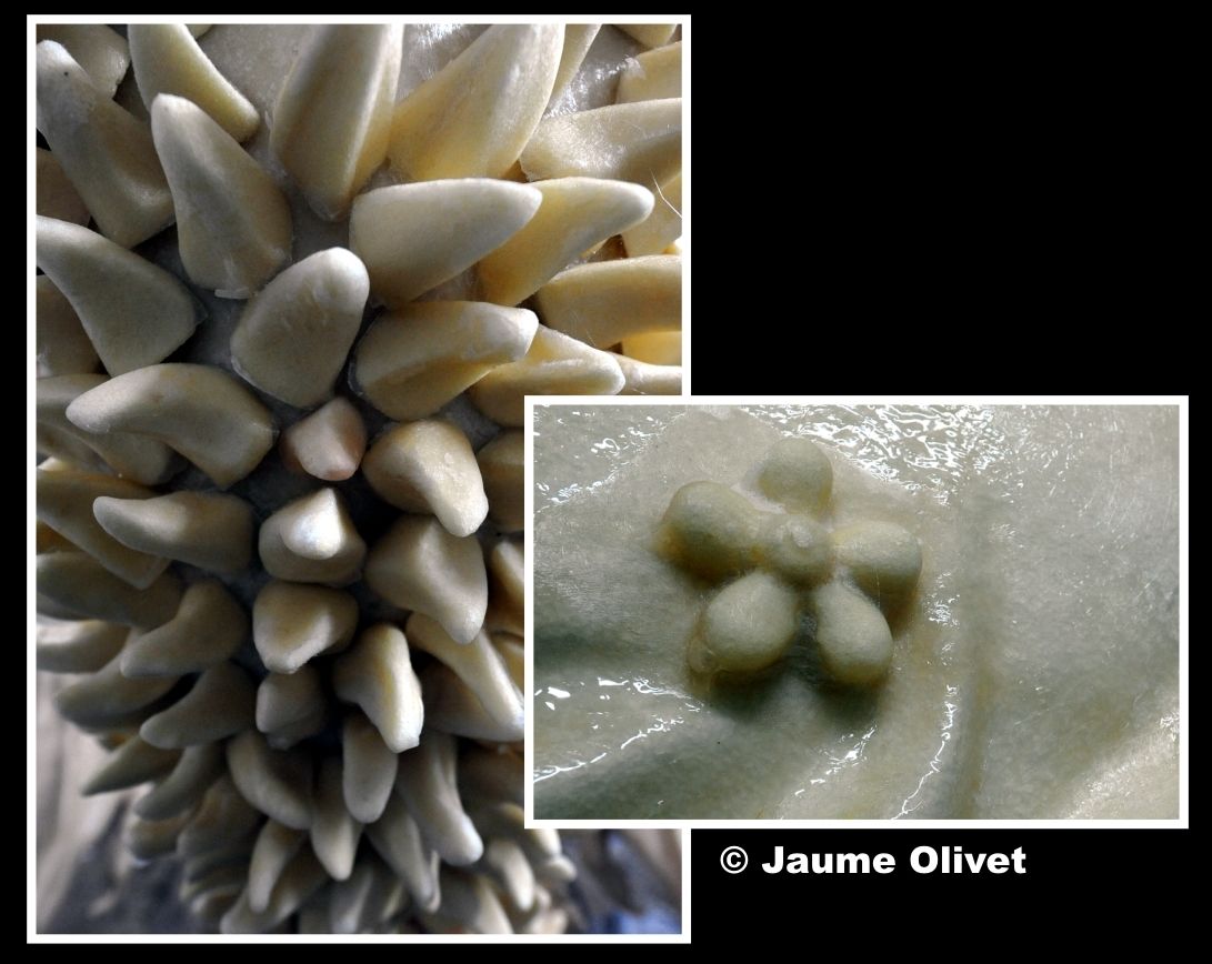 � Jaume Olivet