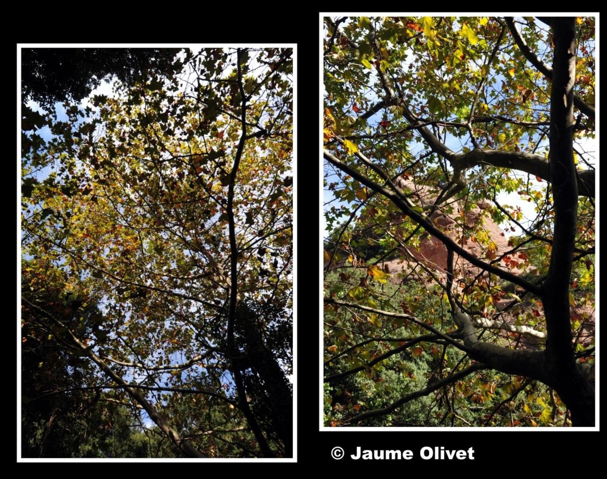  Jaume Olivet 2012