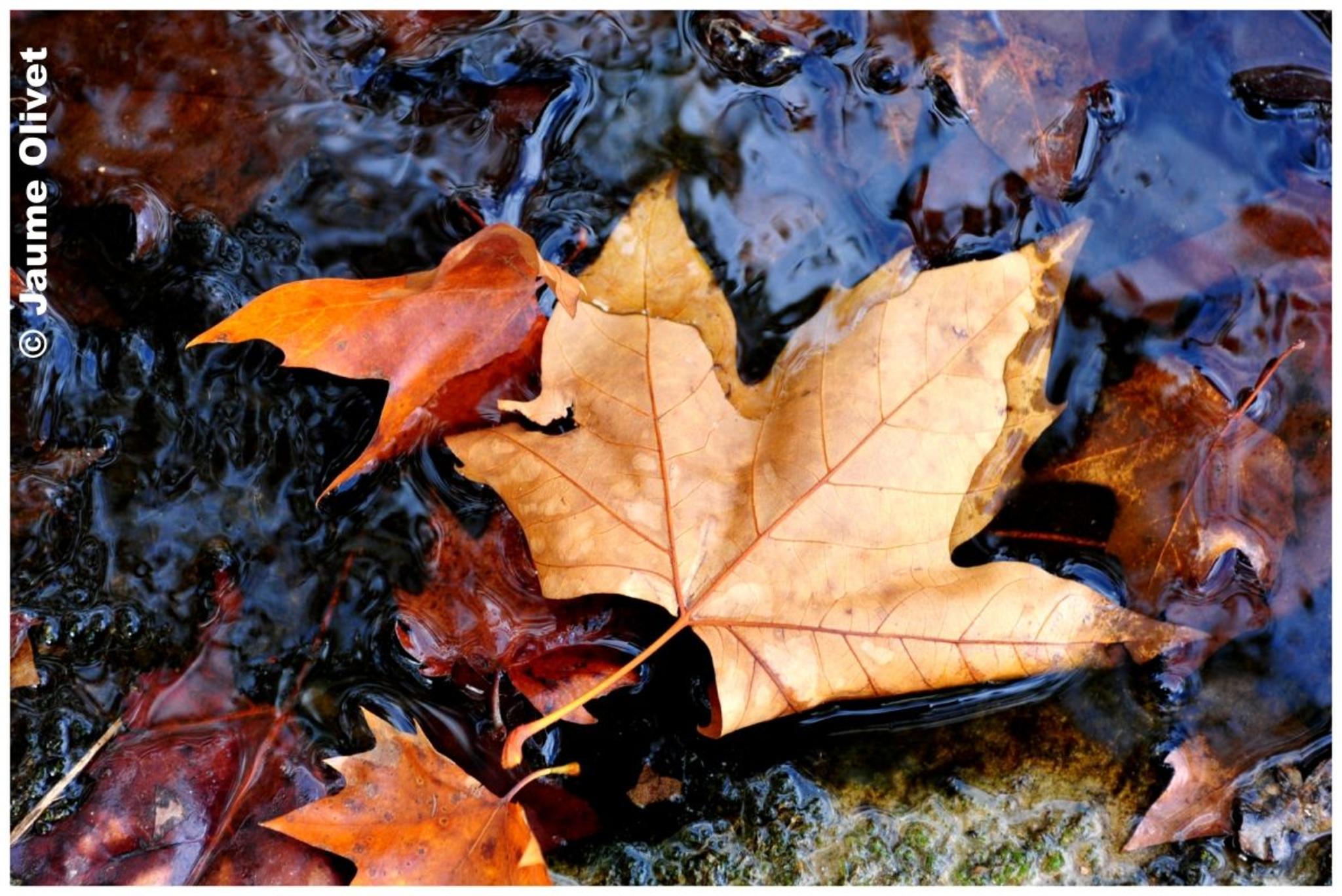 � Jaume Olivet 2012