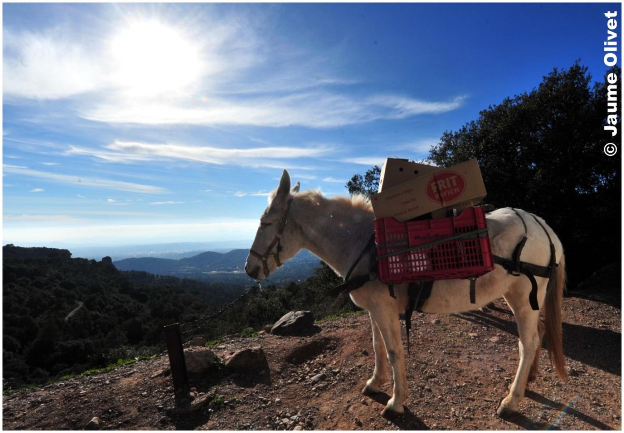 � Jaume Olivet 2012