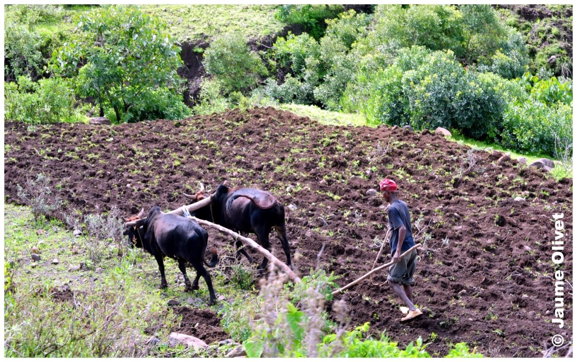 © Jaume Olivet