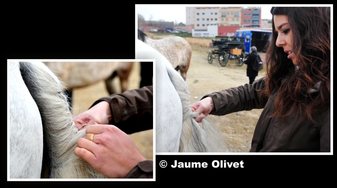  Jaume Olivet
