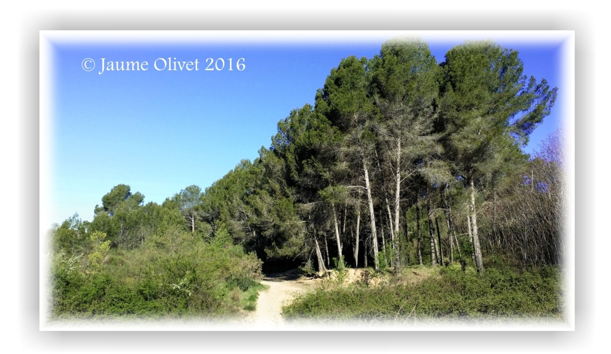  Jaume Olivet 2016