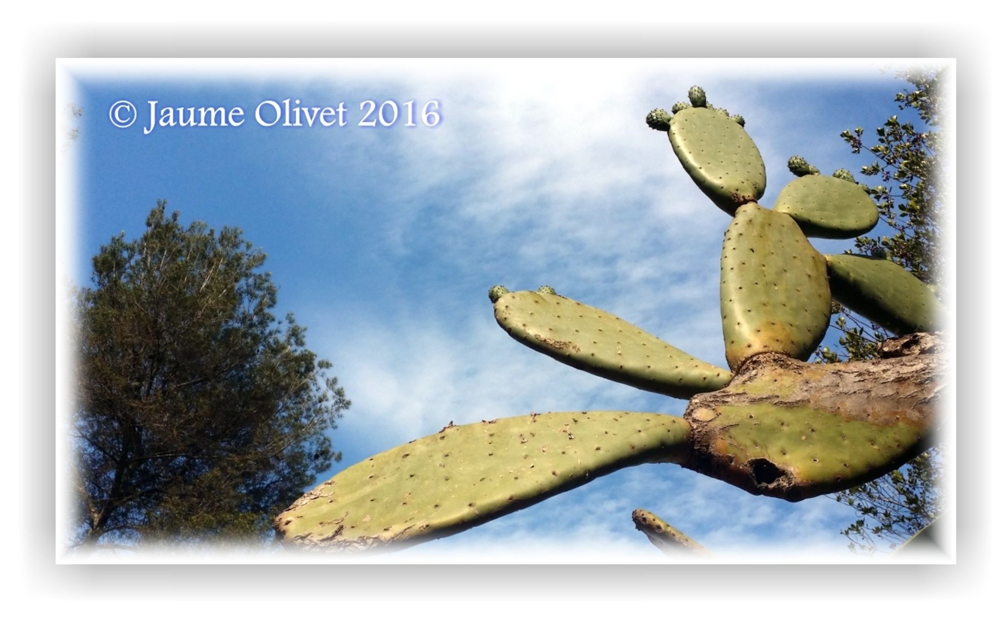  Jaume Olivet 2016