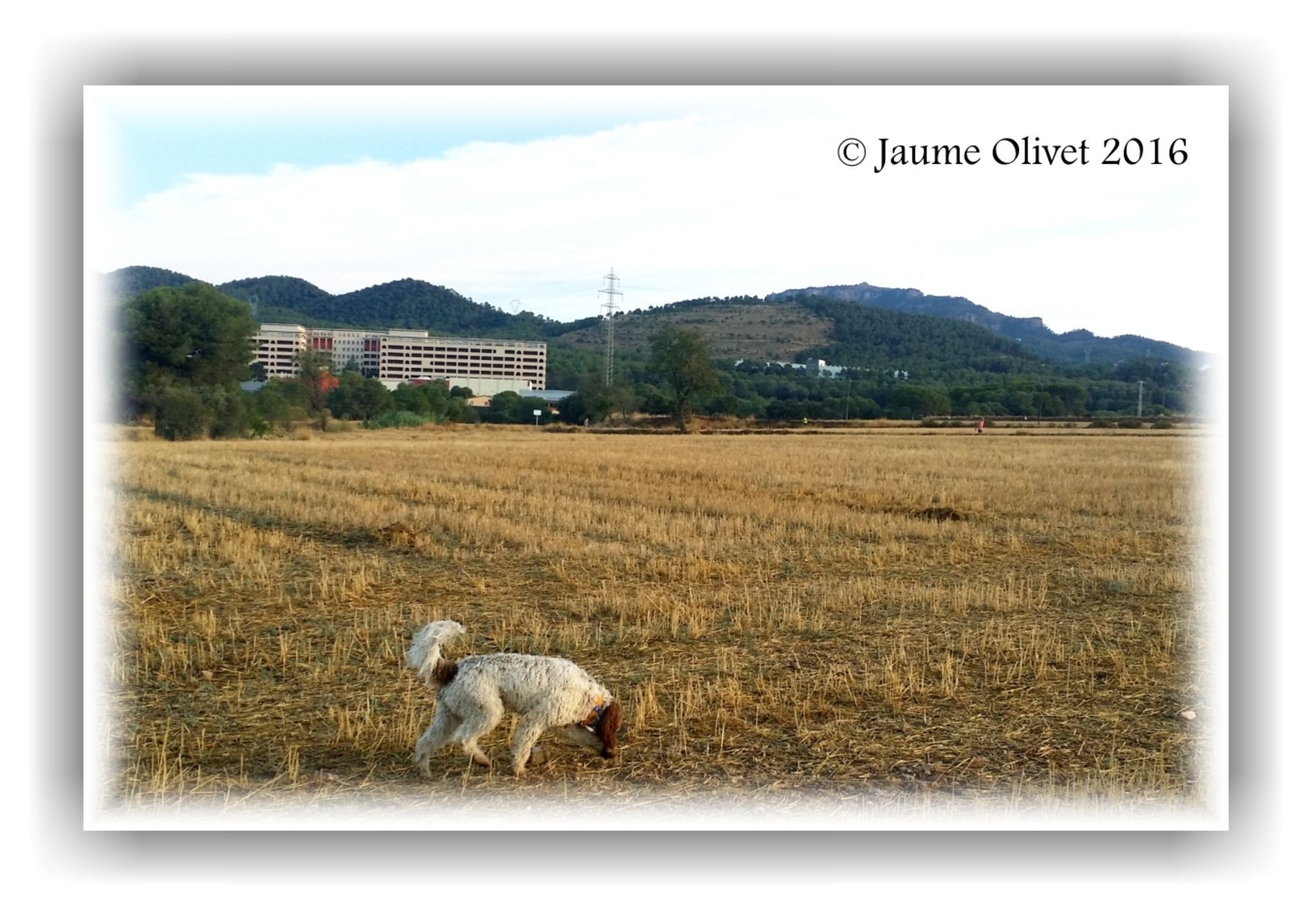  Jaume Olivet 2016