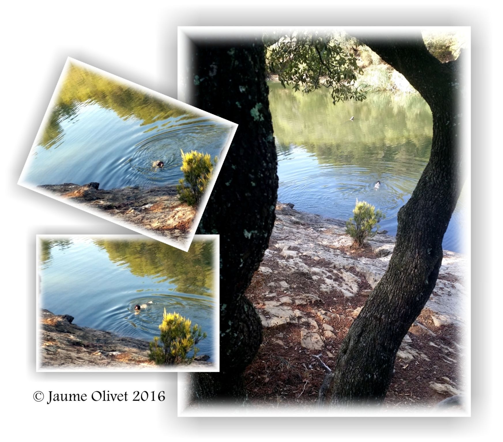  Jaume Olivet 2016