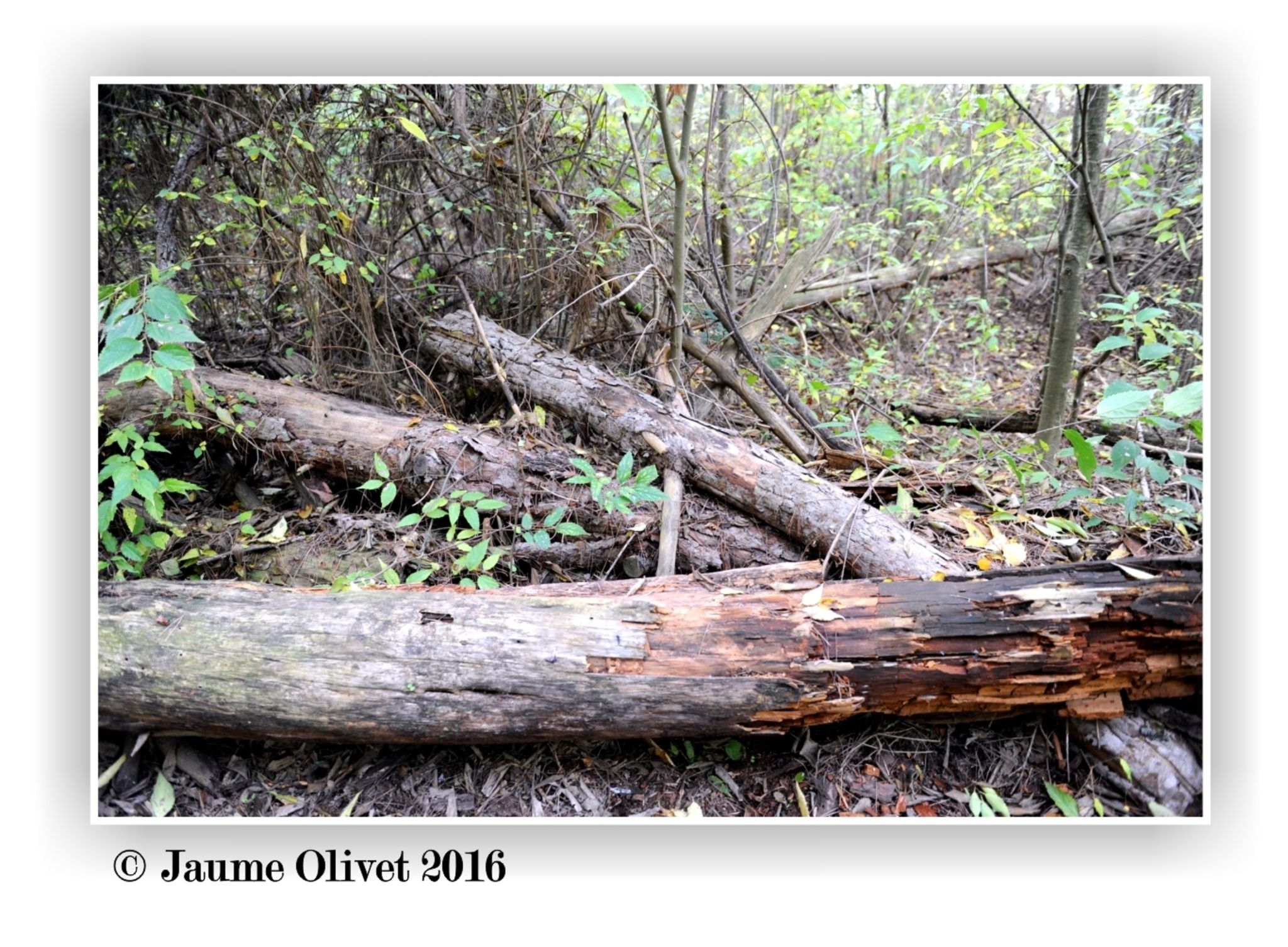© Jaume Olivet 2016