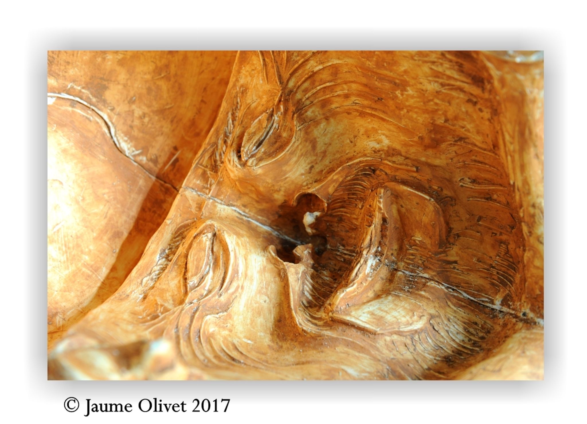  Jaume Olivet 2017