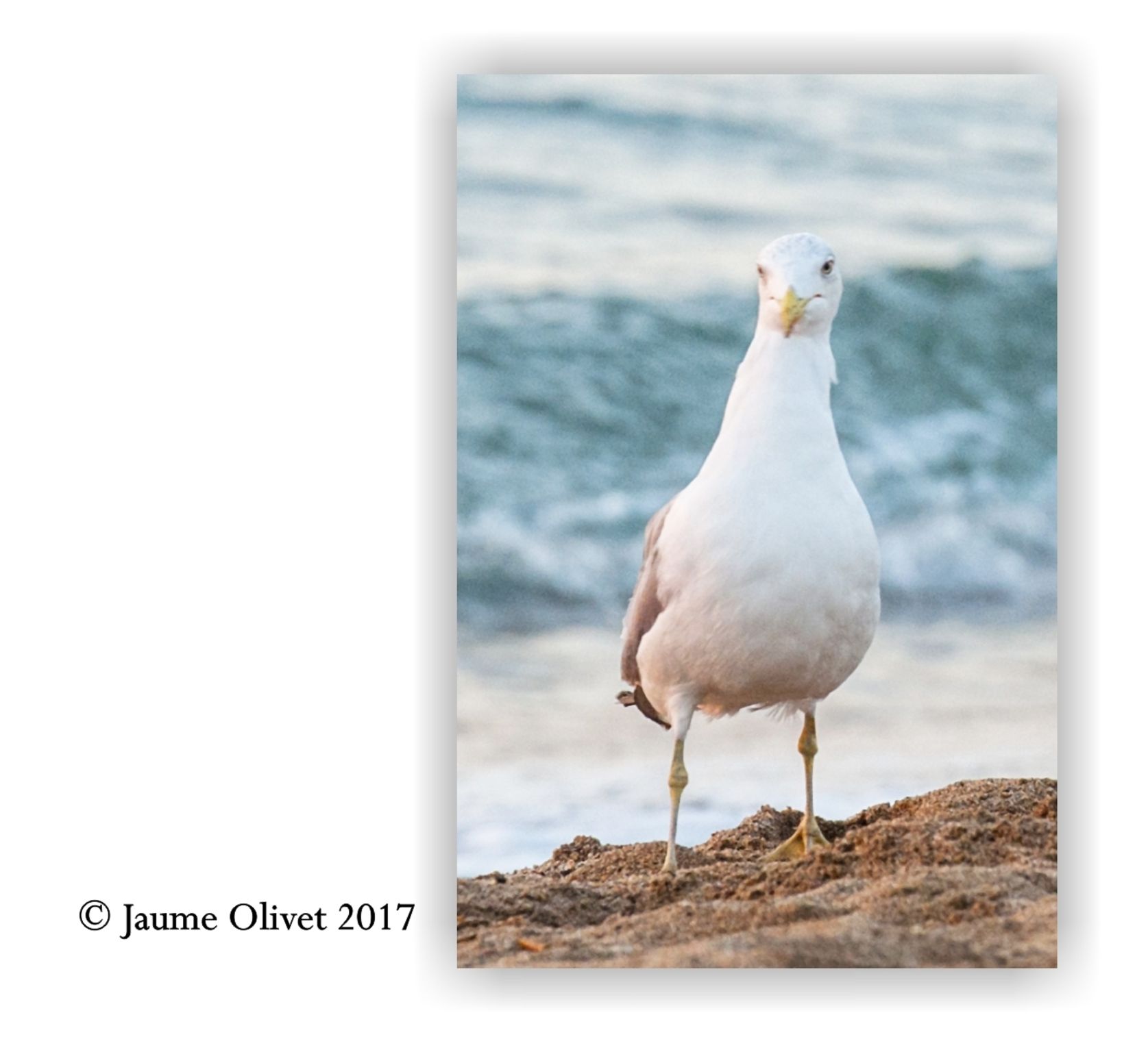  Jaume Olivet 2017